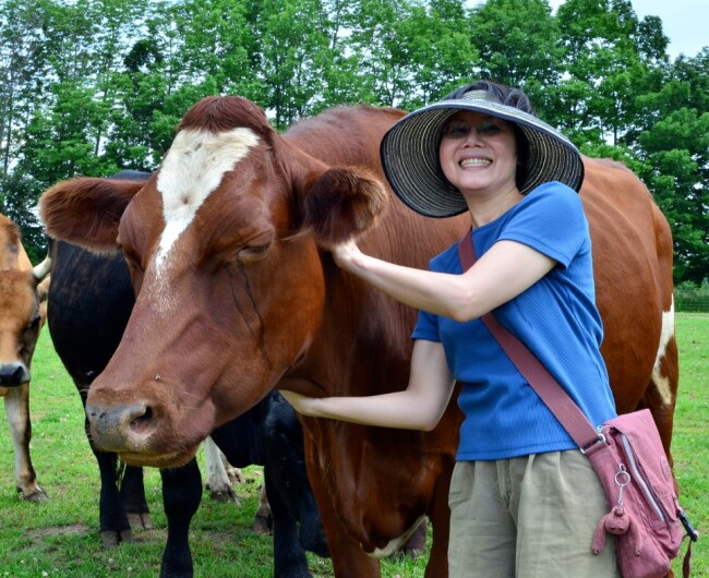 cows and Debbie at a sanctuary (2)